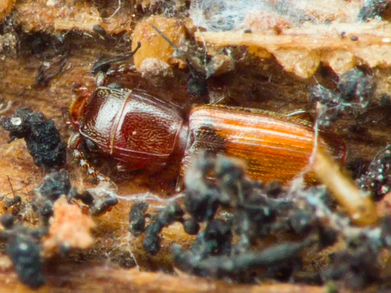 Cryptolestes duplicatus (Waltl, 1839)
